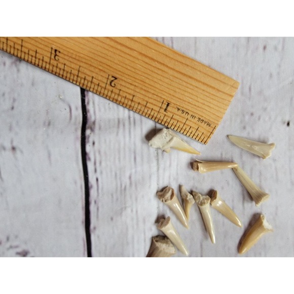 Shark Teeth Fossil Science Crafting Lot - Picture 5 of 5